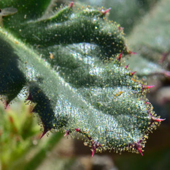 Aliciella latifolia, Broad-leaf Gily-flower